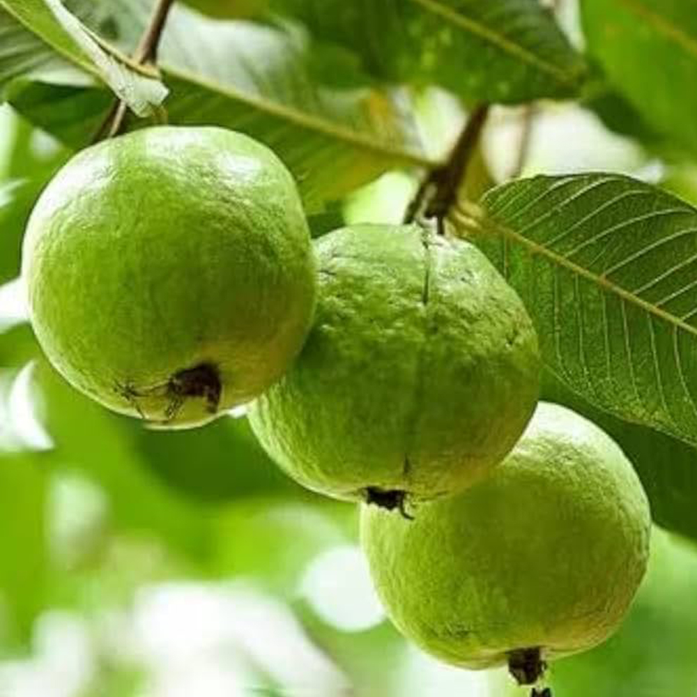 1KG Guava - Image 2