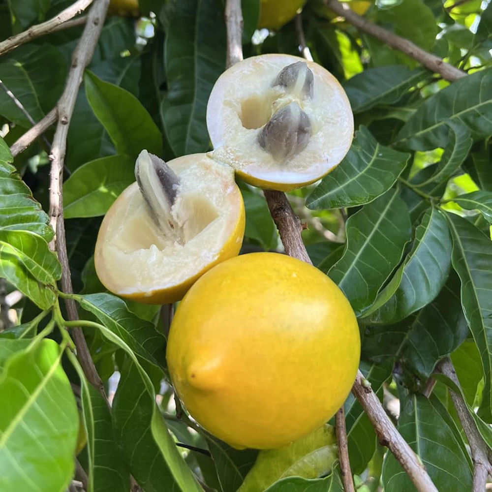 Abiu Fruit - Image 4