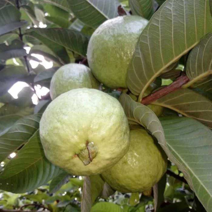 Allahabad Safeeda guava / అలహాబాద్ సఫీదా జామా(Grafted) - Image 4