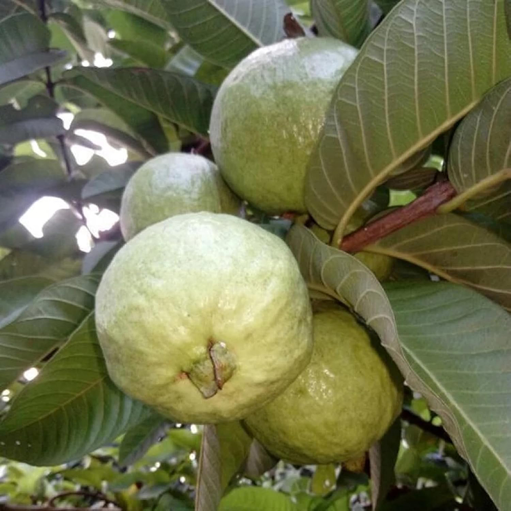Allahabad Safeeda guava / అలహాబాద్ సఫీదా జామా(Grafted) - Image 4