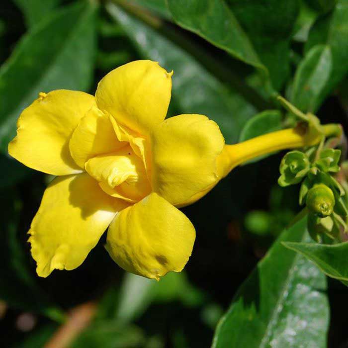 Allamanda Plant - Image 3