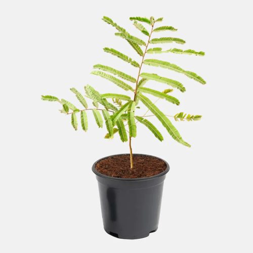 Amla / ఉసిరి(Grafted)