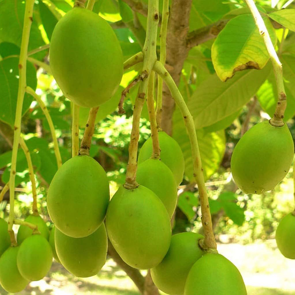 Amla / ఉసిరి(Grafted) - Image 5