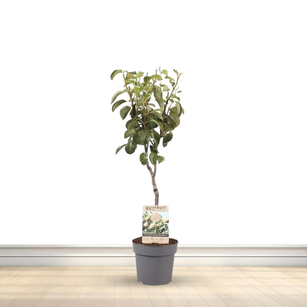 Asian Pear Plant / ఆసియా పియర్ మొక్కా(Grafted)