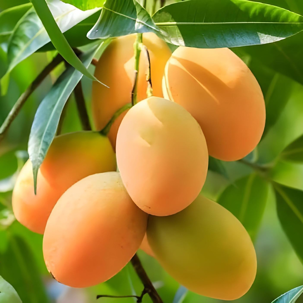 Banganpalli Mango Plant / బంగింపల్లి మామిడి మొక్క(Grafted) - Image 4