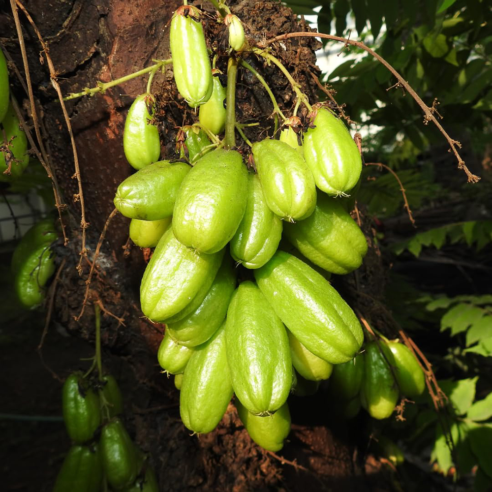Bilimbi - Image 4