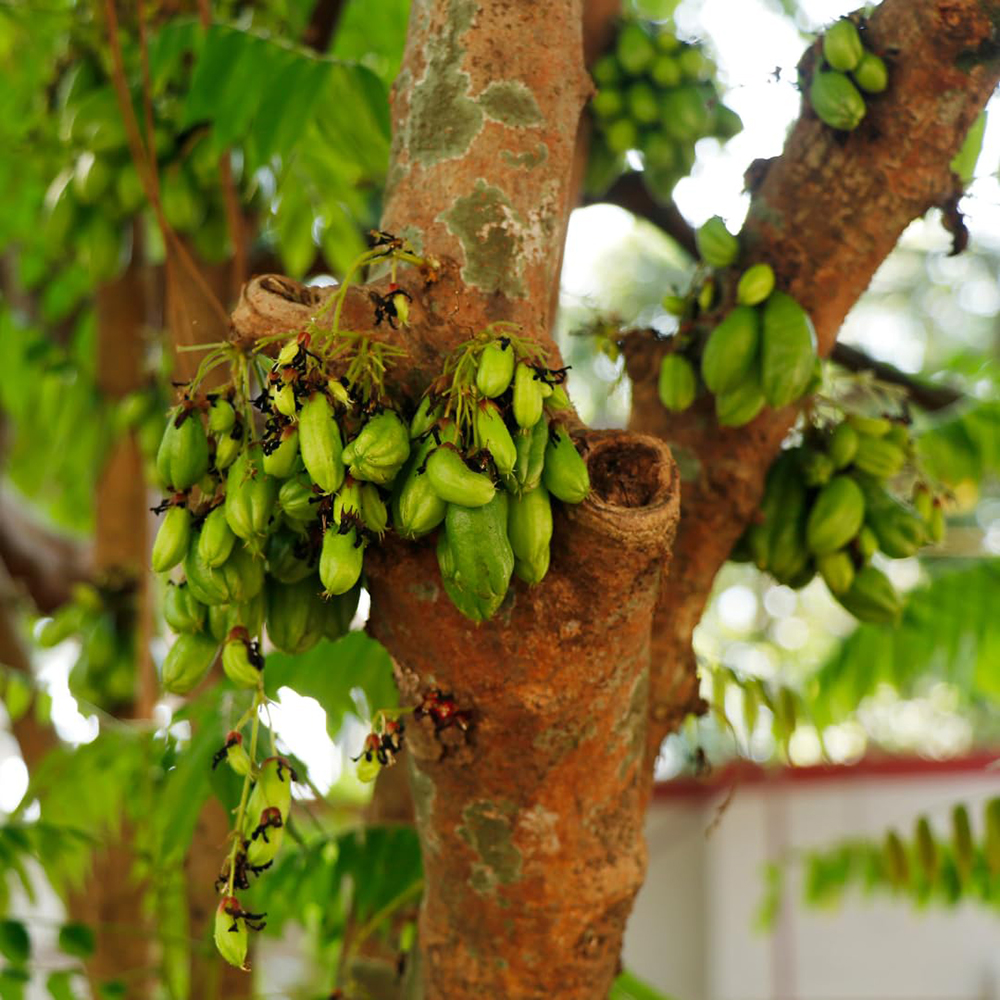 Bilimbi - Image 5
