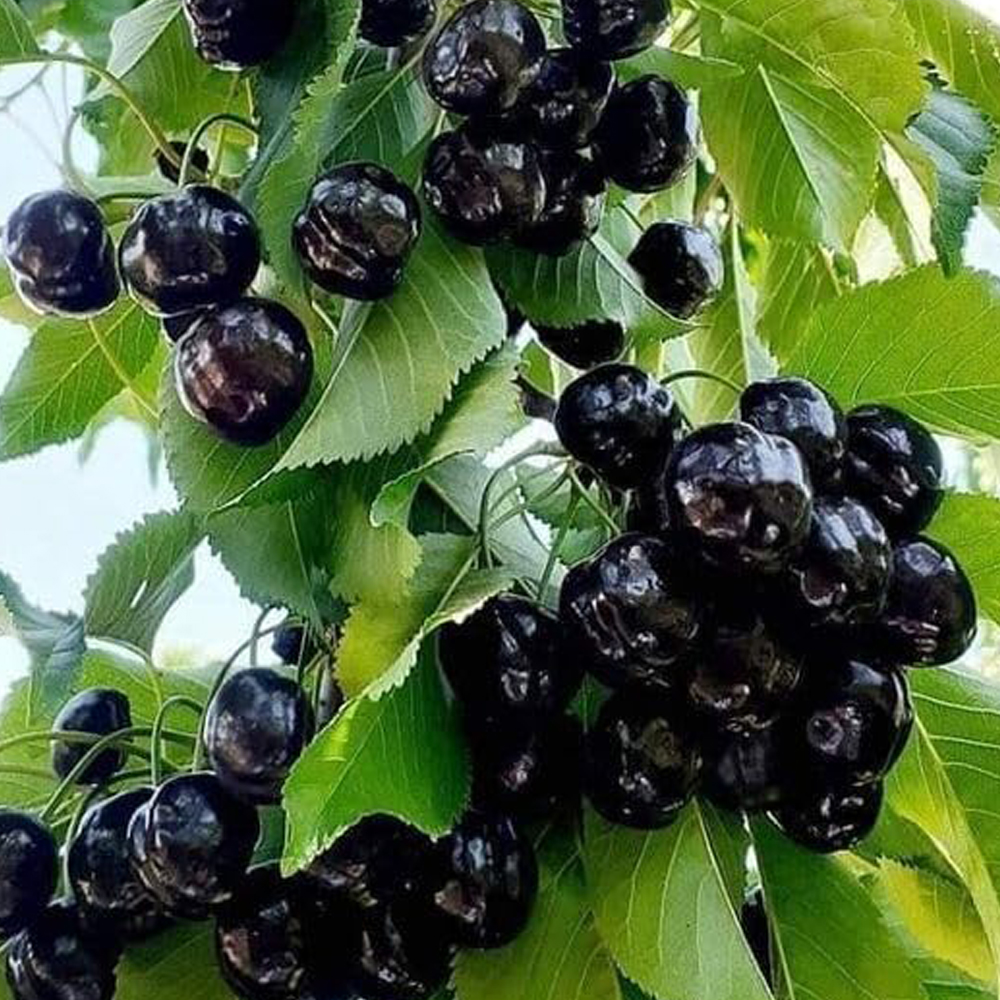 Black Cherry - Image 3