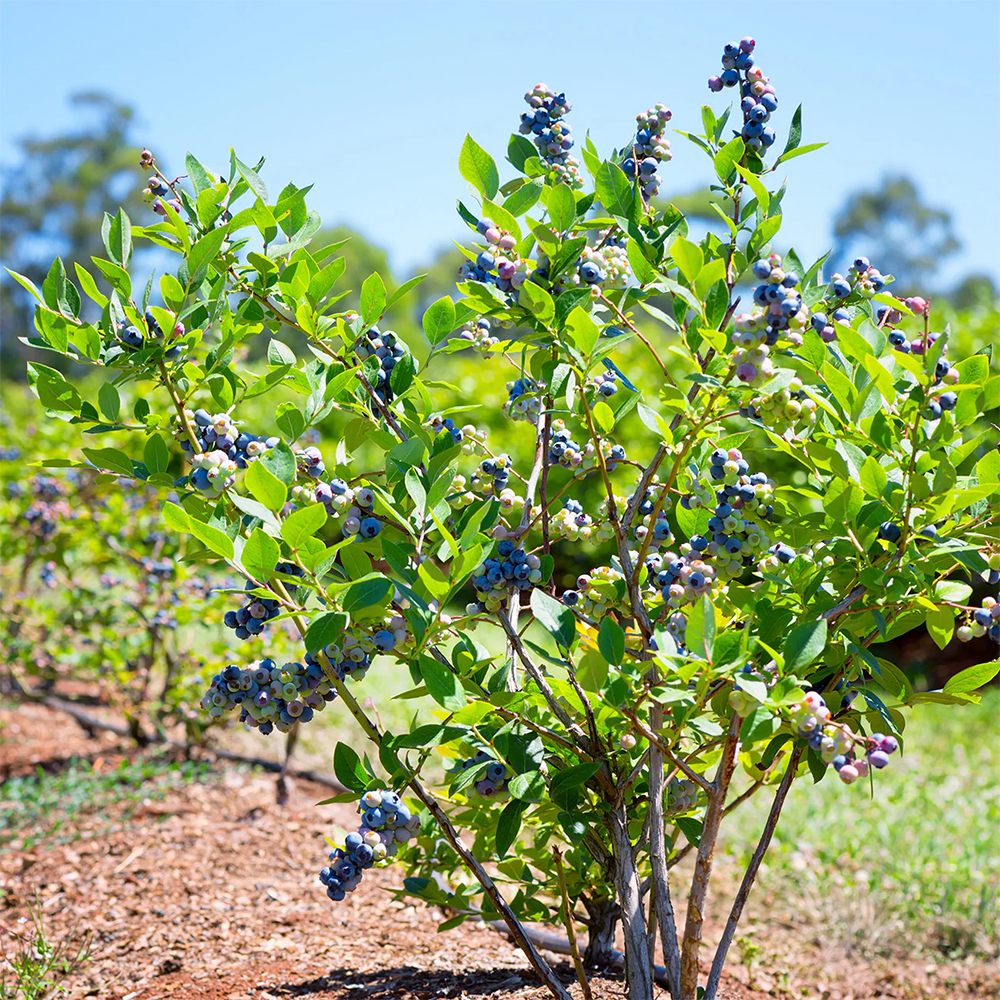 Blue Berry - Image 2