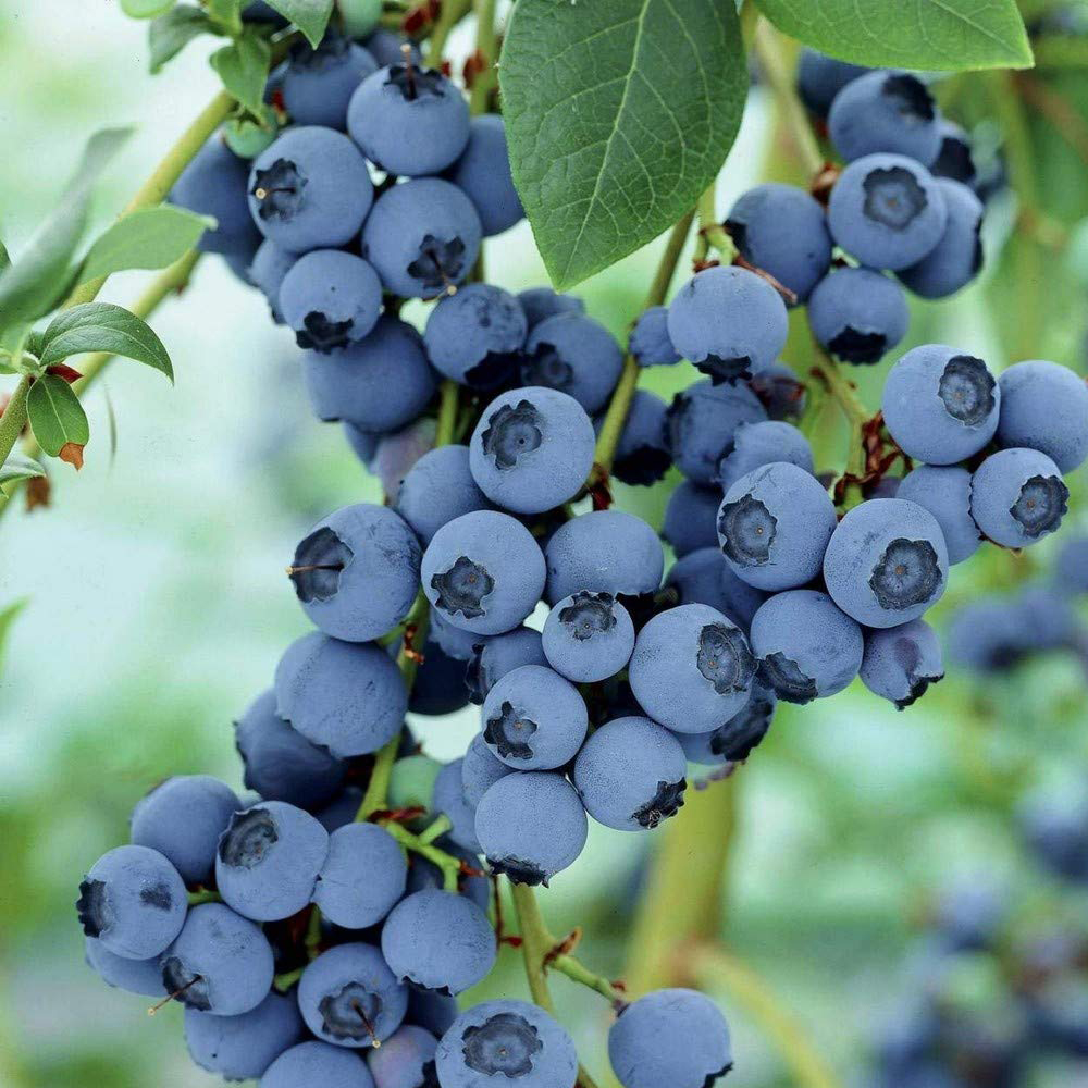 Blue Berry - Image 4