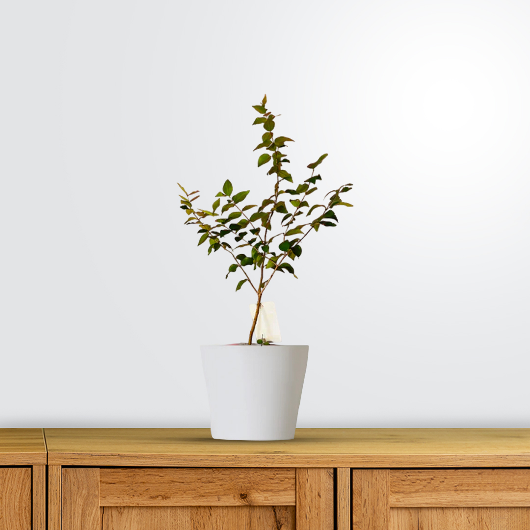 Brazilian Cherry / బ్రెజిలియన్ చెర్రీ(Grafted)