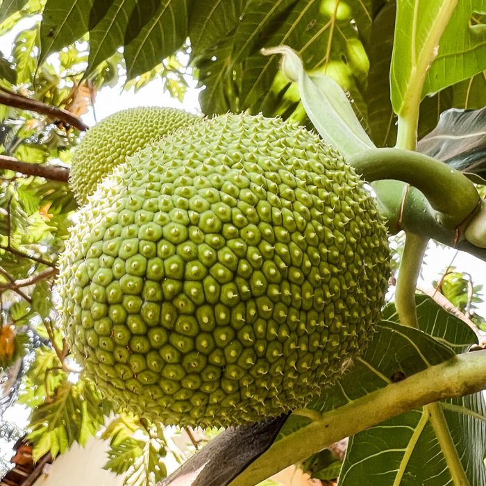 Bread Fruit - Image 4