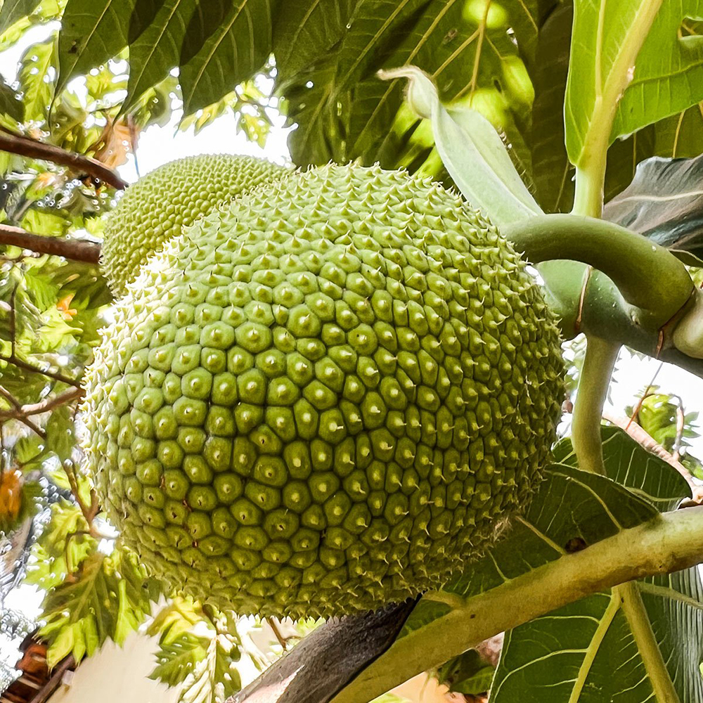 Bread Fruit - Image 4