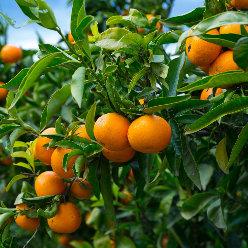 Kinow Orange - Image 4