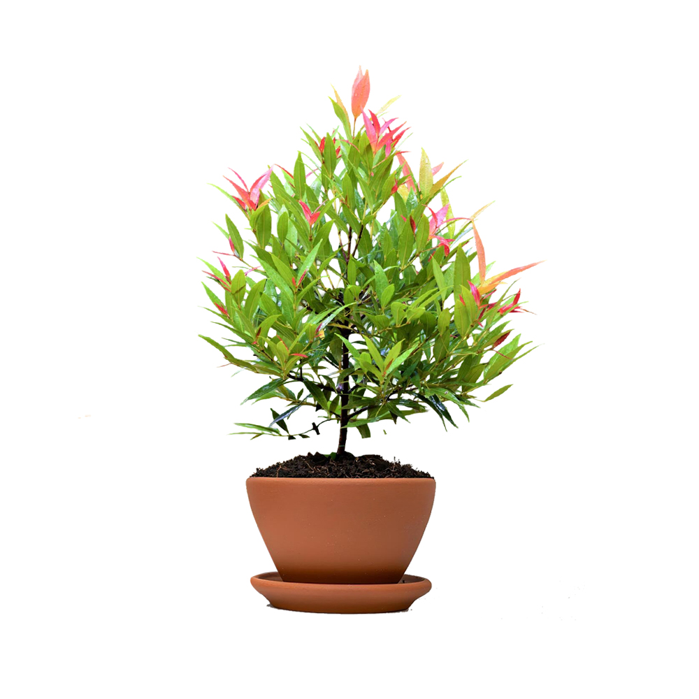 Lilly Pilly