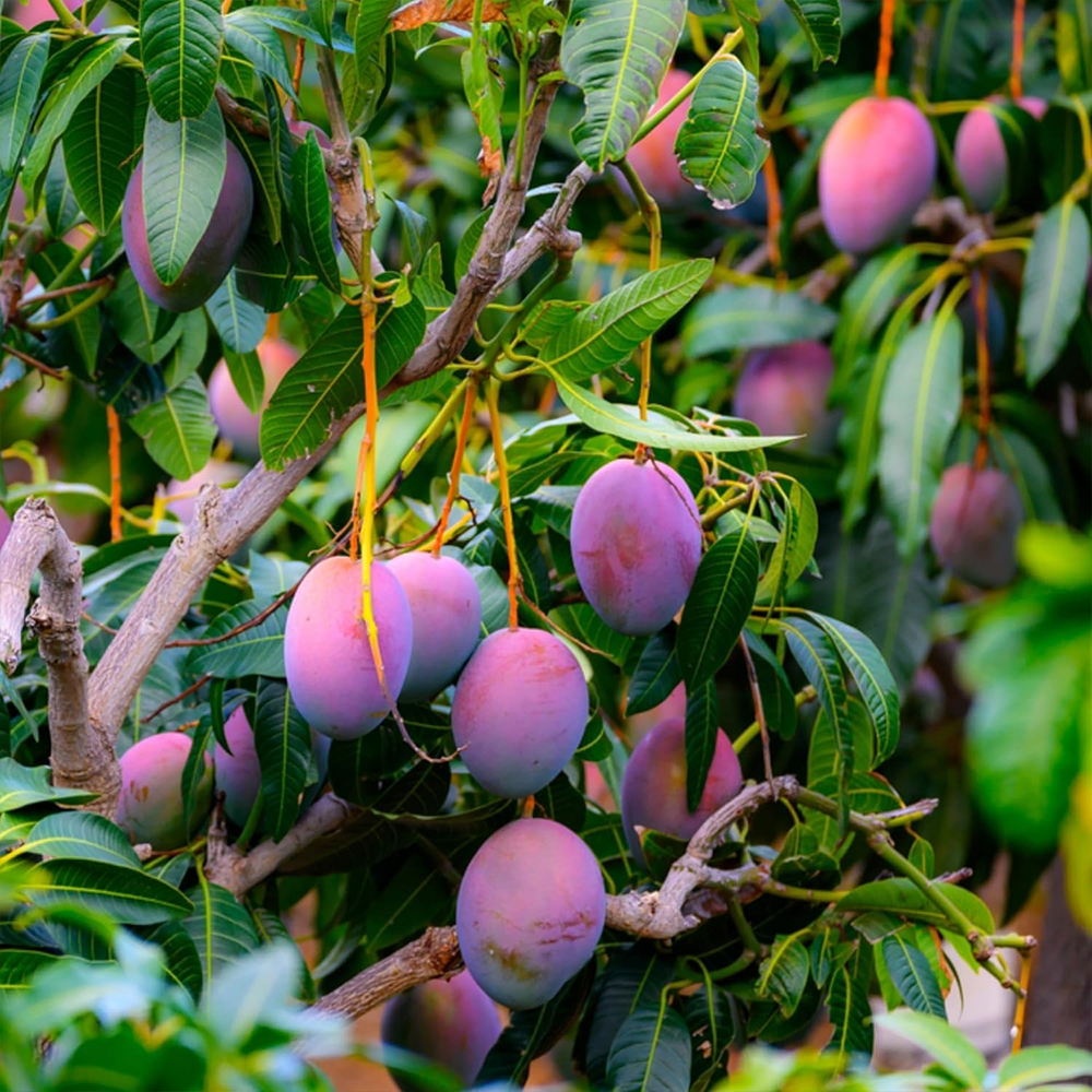 Miyazaki Mango - Image 3