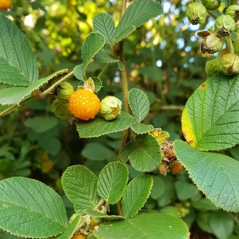 Raspberry (himalayan) - Image 2