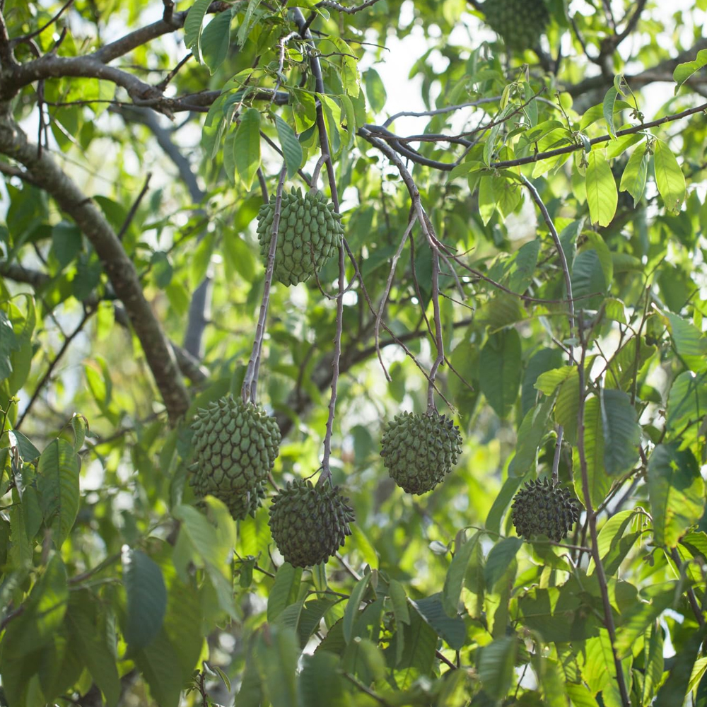 Rollinea Delicosa - Image 2