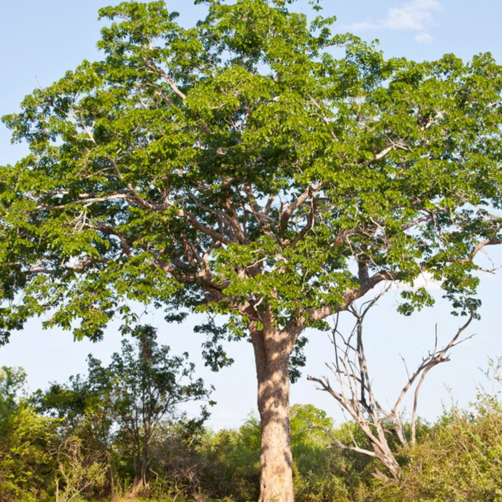 Mahogany (Big) - Image 3