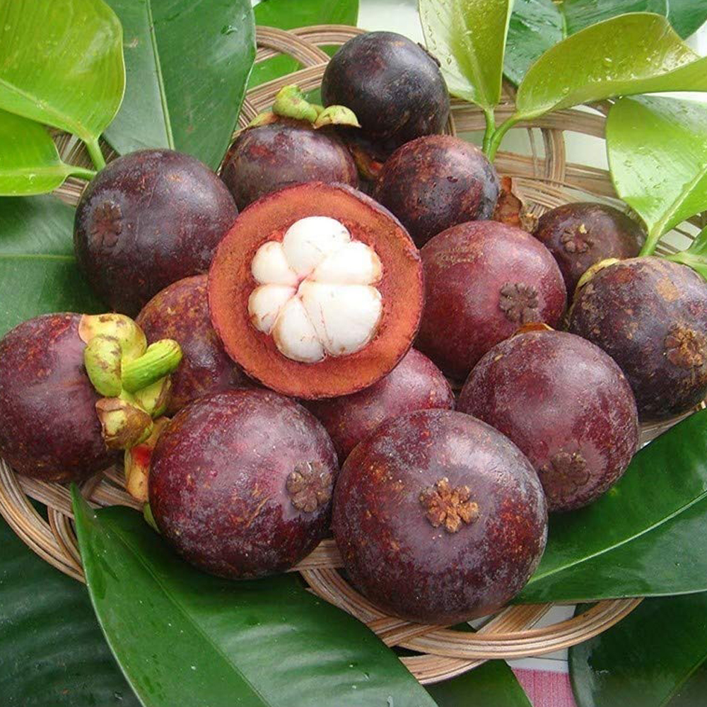 Mangosteen Fruit / వంగ మామిడి - Image 2