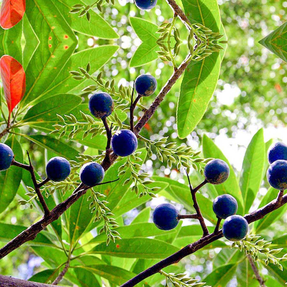 Rudraksha - Image 2