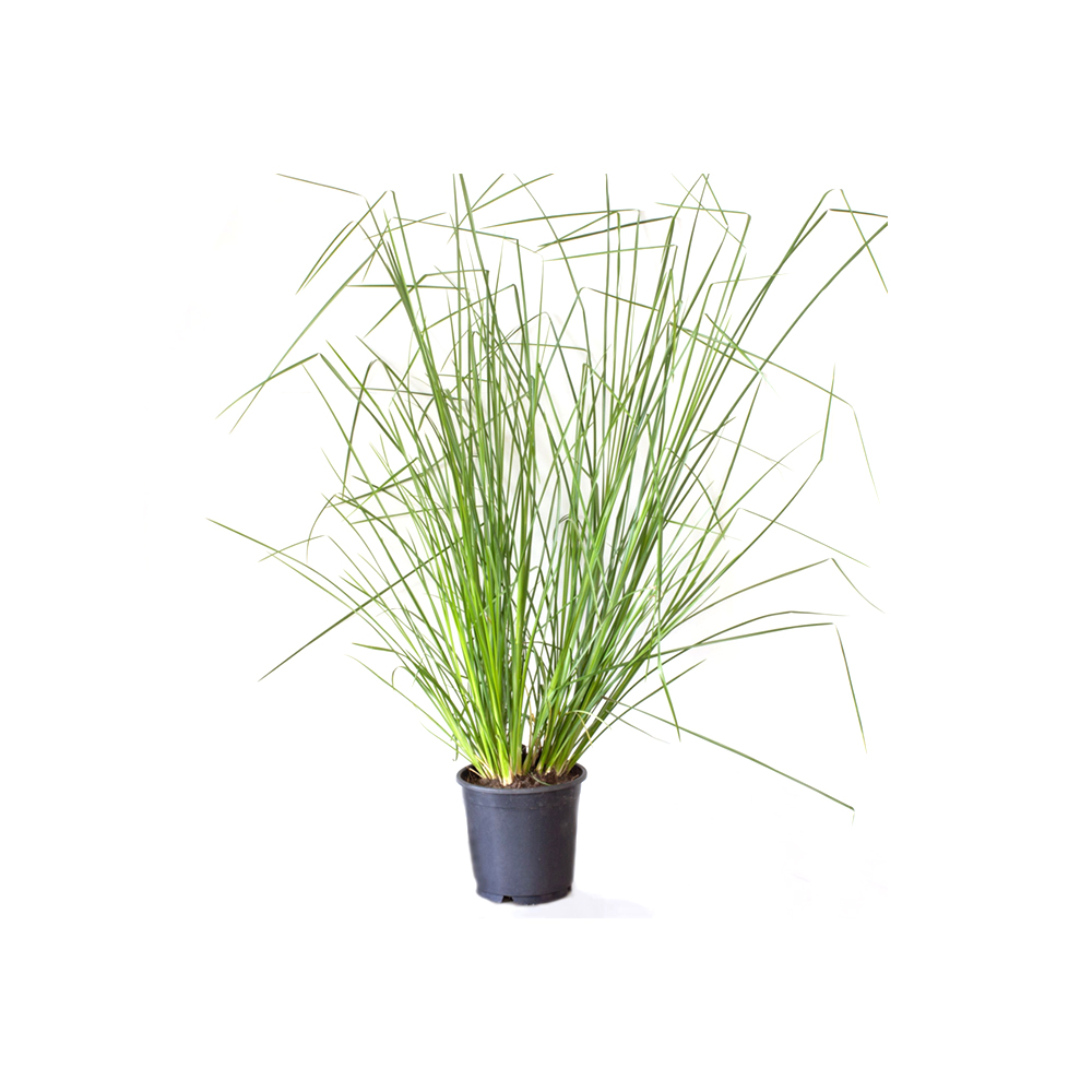 Vetiver