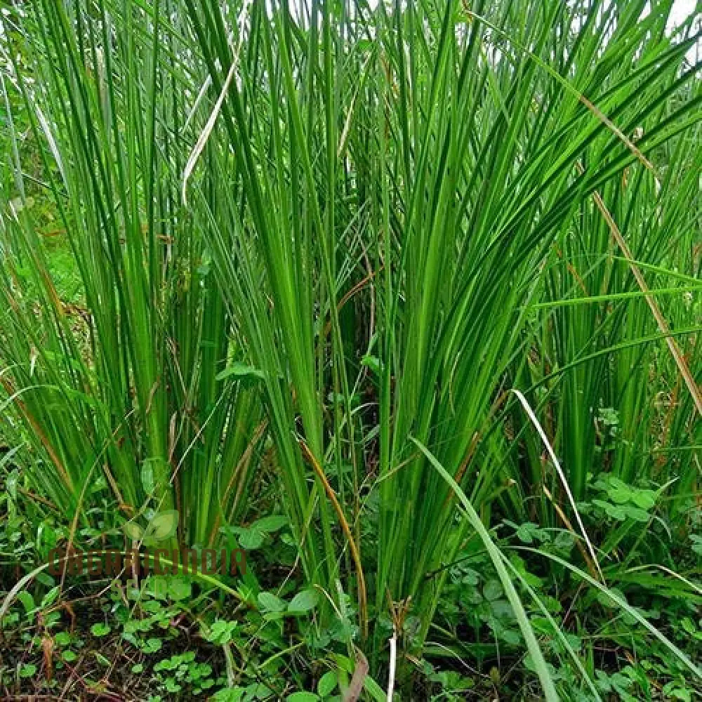 Vetiver - Image 2