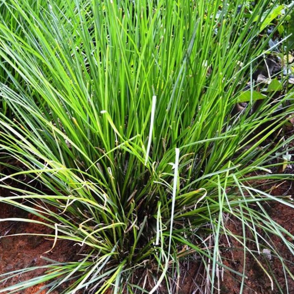 Vetiver - Image 3