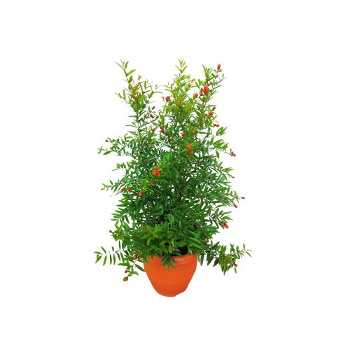 Anar Flower